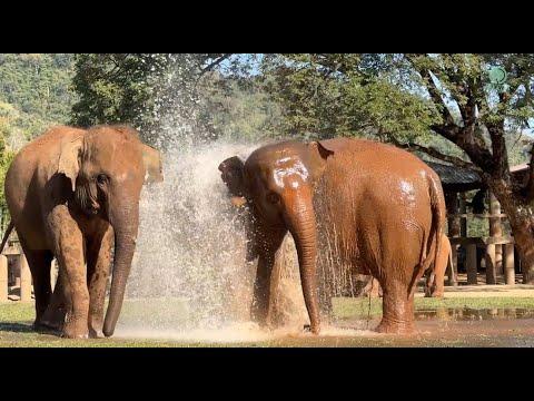It’s another case of whodunit at Elephant Nature Park! - ElephantNews #Video