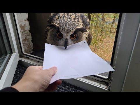 The owl delivered the letter. But this is not the letter I was expecting #Video