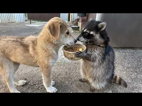 Animals Helping Others In Ways You Never Expected! #Video