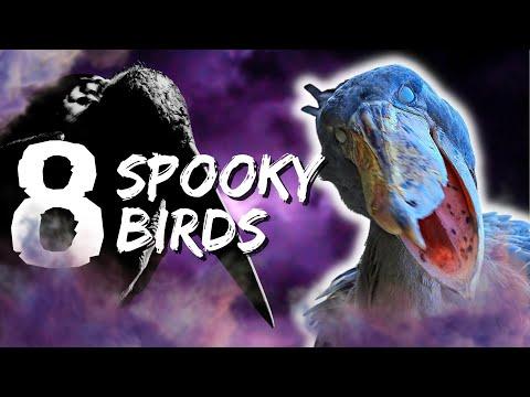 Here are 8 Scary, Spooky, Birds that Will Give You Chills! for Halloween #Video