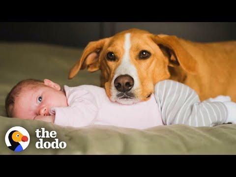 Talented Dog Loves Taking Care Of His Baby Sister #Video