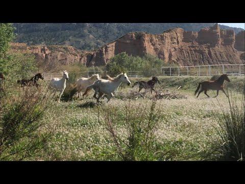 Horses Running Free | Life Without Fear #Video