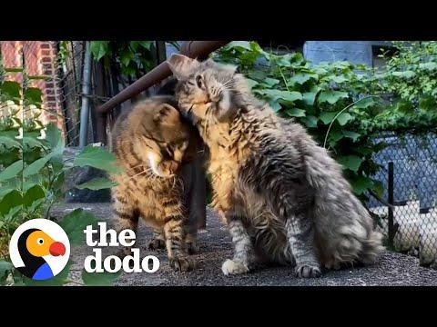 Woman Builds A Family Out Of Feral Street Cats #Video