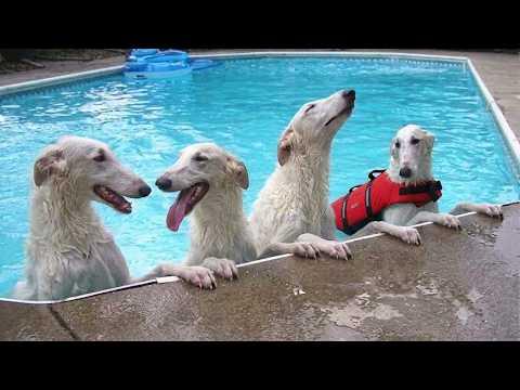 These FUNNY Dogs Didn't Expect To Love Water This Much! #Video