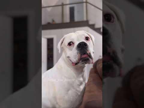 Remote Prank on Mom - Layla The Boxer #Video