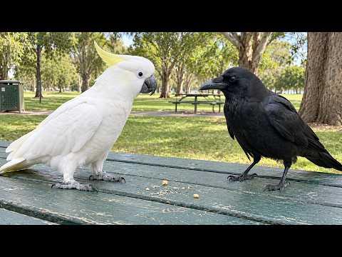 This Talking Parrot Was NOT Ready for This Crow! #Video