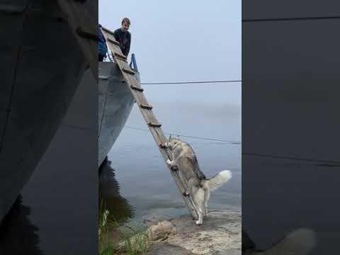 Smart Husky climbs ladder to board boat with people. #Video