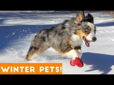 Funniest Winter Animal Video Compilation 2018 | Funny Pet Videos