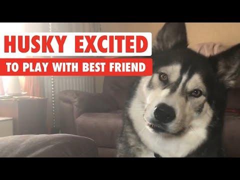 Husky Excited to Play With Best Friend
