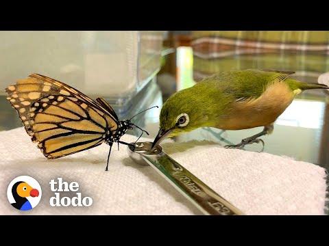 Watch This Little Bird Sneak Up On His Butterfly Siblings #Video
