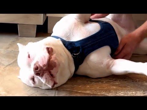 Goofy dog is unintentionally hilarious #Video