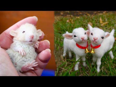 Cutest baby animals Videos Compilation Cute moment of the Animals - Cutest Animals #10