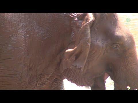 Elephant Call Their Friend To Enjoy In The River - ElephantNews #Video