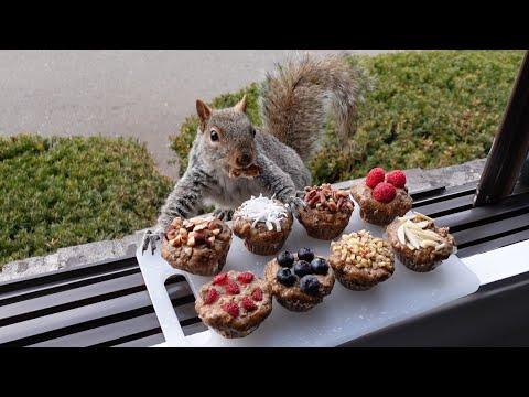 Squirrels' reactions to nut muffins #Video