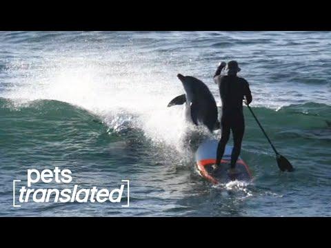 Funny Talking Animals React to Beach Fails! #Video