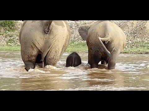 Nanny Protect Baby Elephant Pyi Mai While Having Fun In The River - ElephantNews #Video