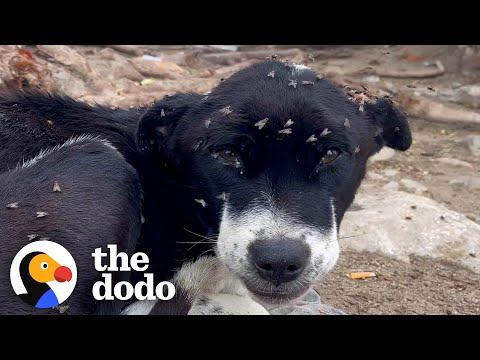 No One Wanted This Puppy Covered In Flies #Video