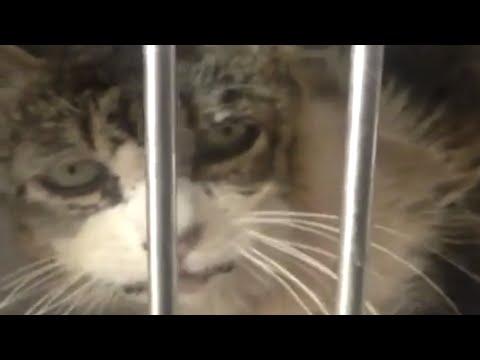 Sad shelter cat is unrecognizable after adoption #Video