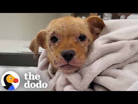 Mangy Puppy Who Couldn't Walk Hops Around Like A Bunny Now #Video