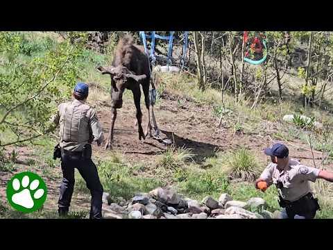Officers Rescue Massive Moose Trapped in Net #Video