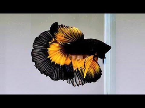 {Video} 10 Most Beautiful Betta Fish in the World