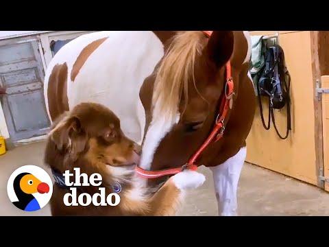 Horse Runs To Greet Her Favorite Dog Every Morning #Video