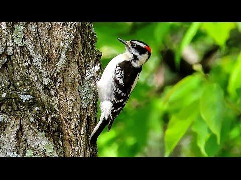 Downy Woodpecker Behavior