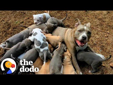 Mama Pitties Are The Best Moms #Video