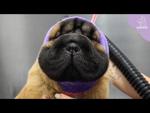 Today I Met An Adorable Baby Hippo | Shar-Pei Puppy | Girl With Dogs #Video