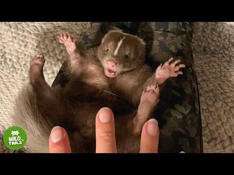 This Rescued Skunk Acts Just Like A Baby #Video