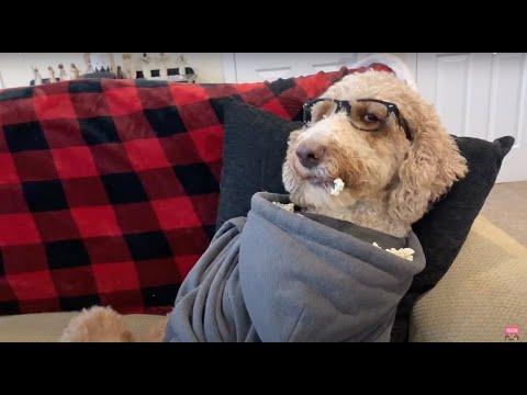 Dog Discovers the Ultimate Snack Hack! | Best Pets Of The Year So Far #Video