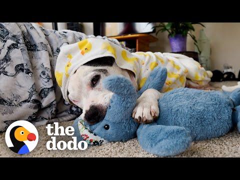 This Pittie Was In The Shelter For Over 600 Days Until.. #Video