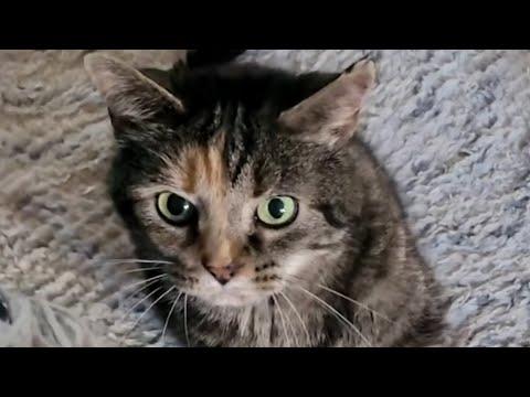 Nobody wanted this cat. So I took her home. #Video