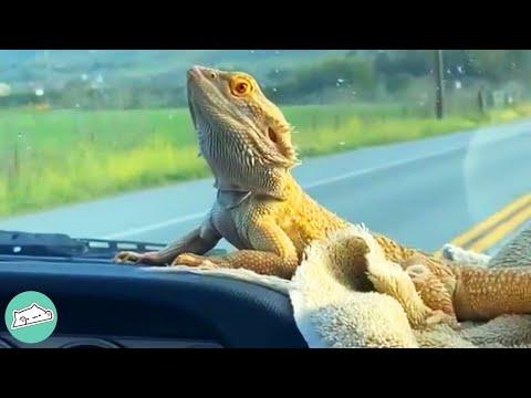 Bearded Dragon Loves Car Rides And Adventures #Video