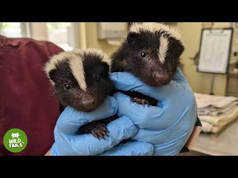 2 Rescued Baby Skunks Were in Rough Shape — Now They Started A Shocking Spray War #Video