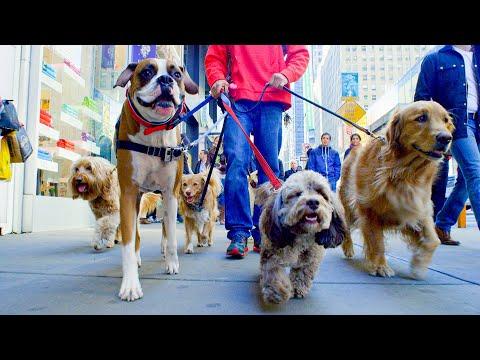 The Rules Of The Dog Park | Pets: Wild At Heart | BBC Earth