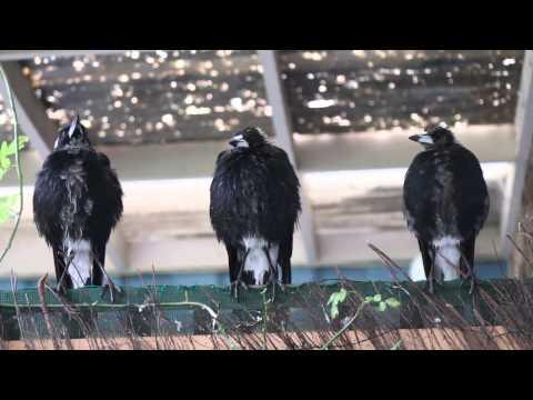Three Australian Magpies Sing in Unison Video