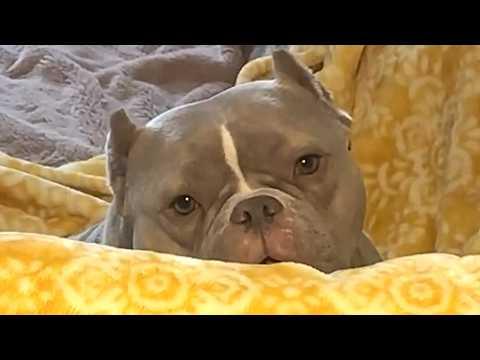 Dog is shy unless dinner is late #Video
