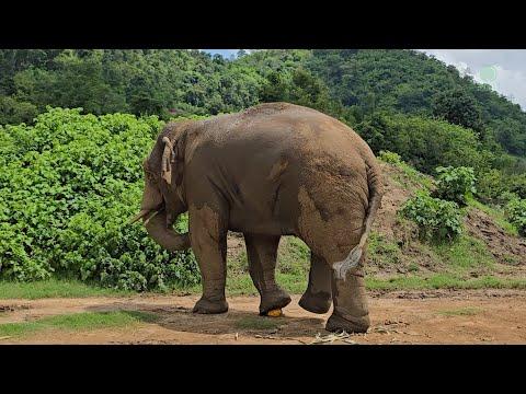 The Child Within: Navann’s Curious Ball Play - ElephantNews #Video