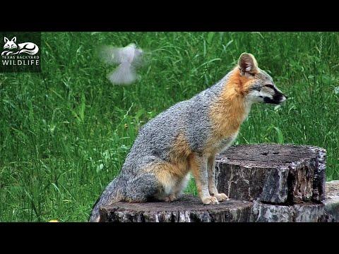 A fox meets a tiny feathered fur thief