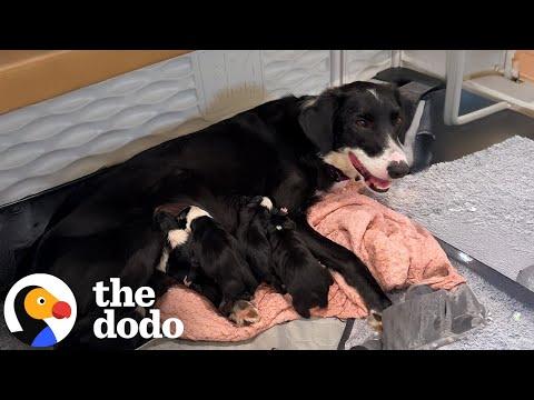 Unwanted Pregnant Dog Saved From Shelter Right Before Giving Birth #Video