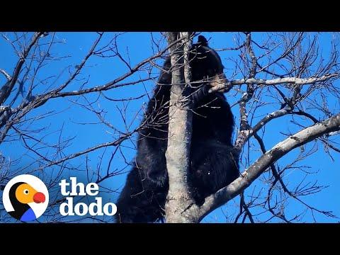 Rescuers Work Together to Save Black Bear Stuck in a Tree  #Video