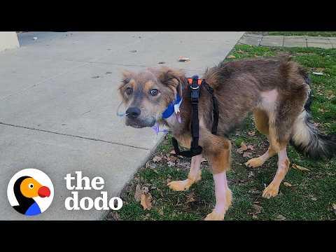 This Dog Was So Skinny He Couldn't Even Stand Up But Now... #Video