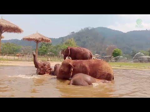 Baby Elephant Wan Mai & Bai Toey And Their Life After 2 Families Joined - ElephantNews #Video