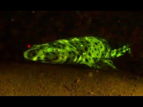 Sharks That Glow In the Dark. Your Daily Dose Of Internet