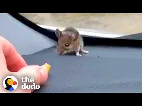 Guy Finds Mouse on His Car Dashboard | The Dodo