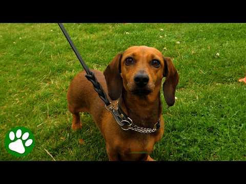You Won't Believe How Many Dachshunds Showed Up for This Parade #Video