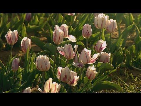 Texas Tulips (Texas Country Reporter)