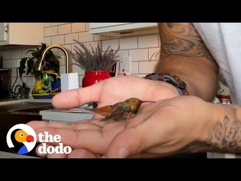 Man Rescues Injured Hummingbird While Walking His Dogs #Video