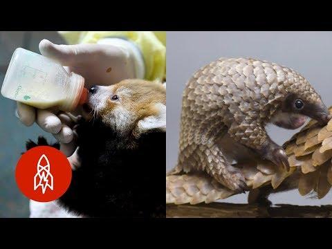 Taking Care of the World’s Baby Animals